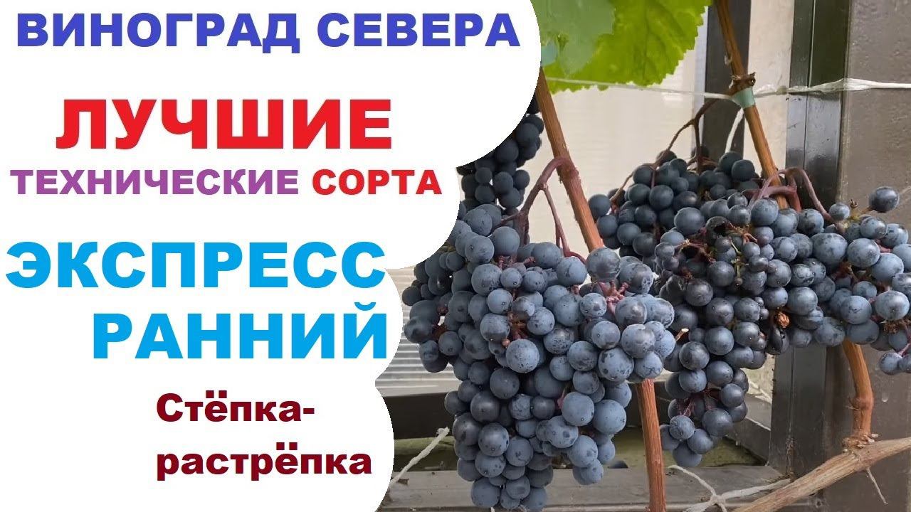 Виноград Экспресс  в северном Подмосковье или экзамен для протеже  Акованцева
