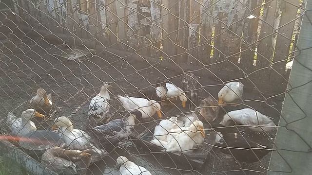 Чтобы утки не болели выполняйте это условие