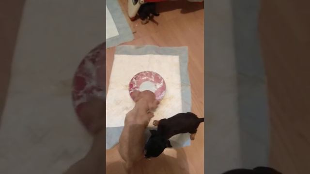 Щенки той терьера смотреть онлайн