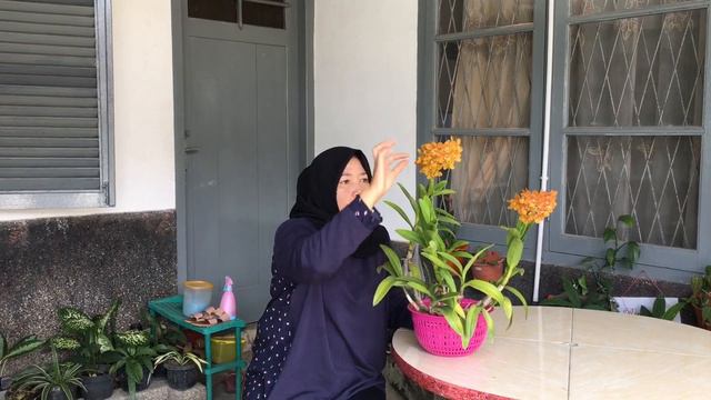 Anggrek Dendrobium Jacky Stripe смотреть онлайн