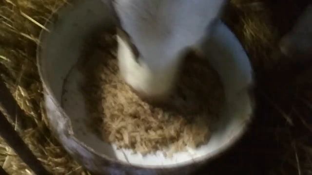 Как хранится жом в конце апреля. смотреть онлайн