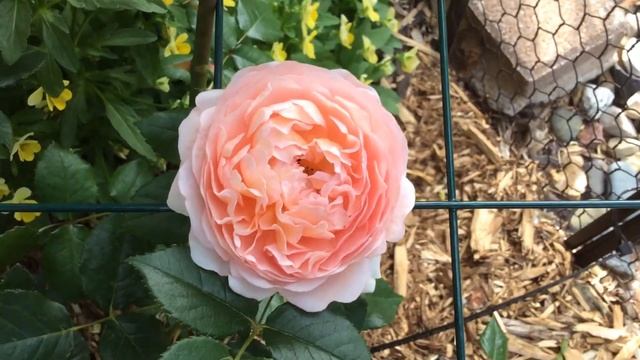 David Austin Roses - Abraham Darby 2021 смотреть онлайн