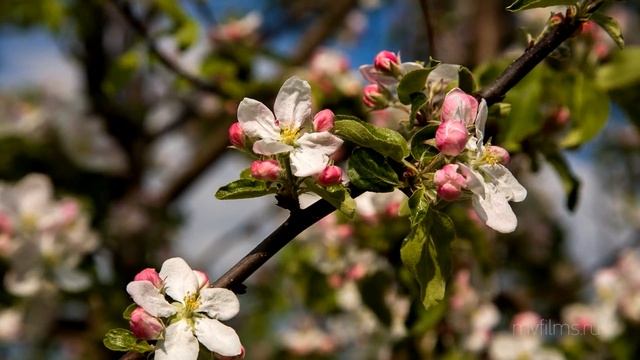Цветение яблонь в парке "Коломенское" смотреть онлайн
