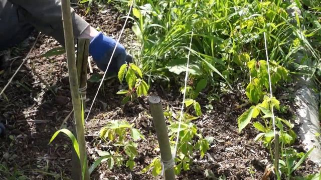 Прополка питомника