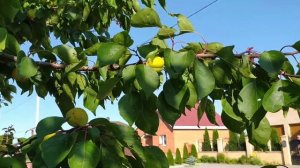 Абрикос из косточки. первое плодоношение. И усыхание веток.