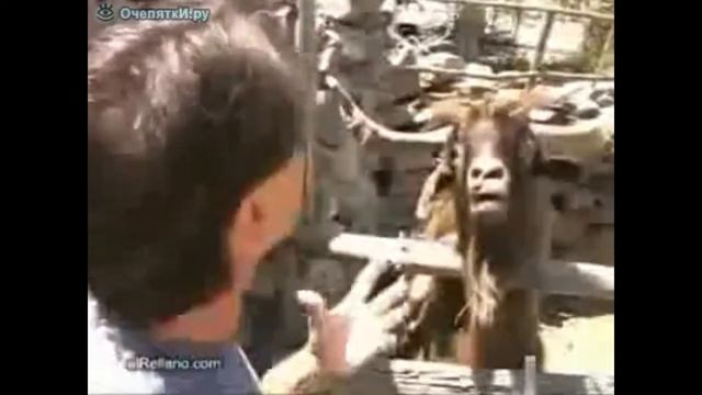 Козел яростно плюётся и орет! смотреть онлайн