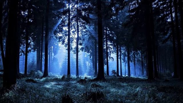Звуки ночного леса смотреть онлайн