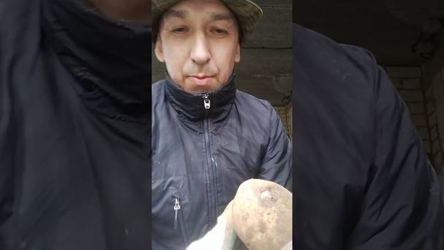 Кто поедает клубни картофеля? Неожиданный вредитель! смотреть онлайн