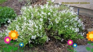 Дейция изящная. Краткий обзор, описание характеристик, где купить саженцы deutzia gracilis