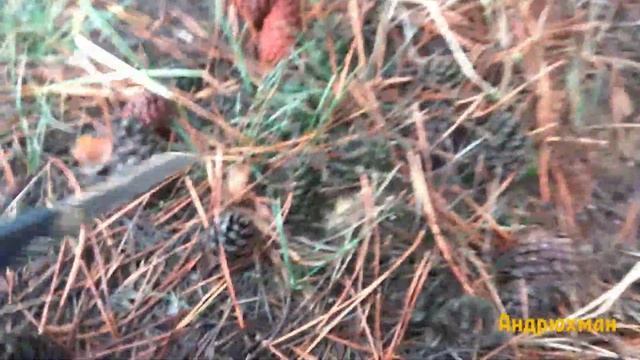 Море грибов! Зеленушки в декабре 14.12.2020 смотреть онлайн