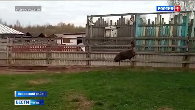 Сотрудники "Птичьего дворика" поделились видео играющих подросших страусят смотреть онлайн