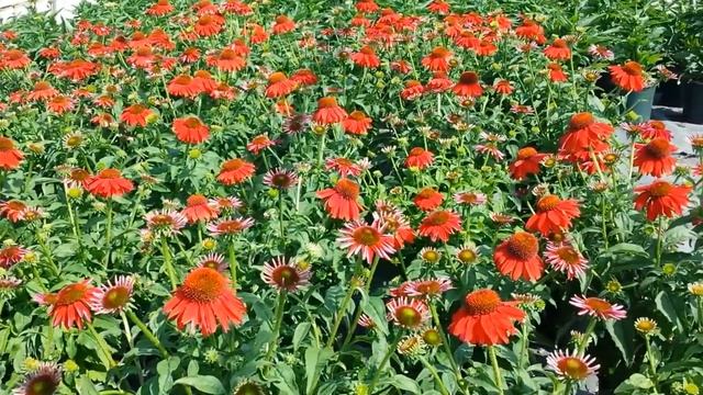 Best Perennials, Echinacea Salsa Red (Coneflower) смотреть онлайн