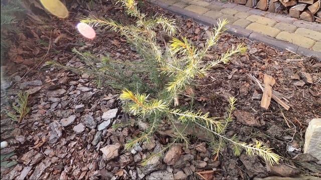 Розпаковка рідкісних хвойних рослин. Короткий огляд - Pinus Ponderosa Penaz - Cedrus Vink's Golden