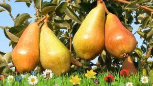 Груша плодовая Чудесница ? Обзор: посадка и уход. саженцы, крупномеры груши: описание и особенности