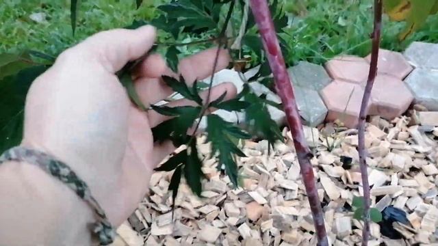 Что это за сорт ежевики с резными листьями? Очень ароматная ягода 2023. смотреть онлайн