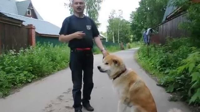 Акита-ину смотреть онлайн