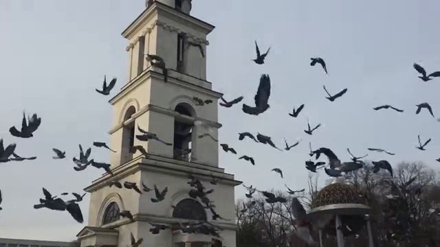 Голуби 240 fps. Кишинев. Кафедральный собор. смотреть онлайн
