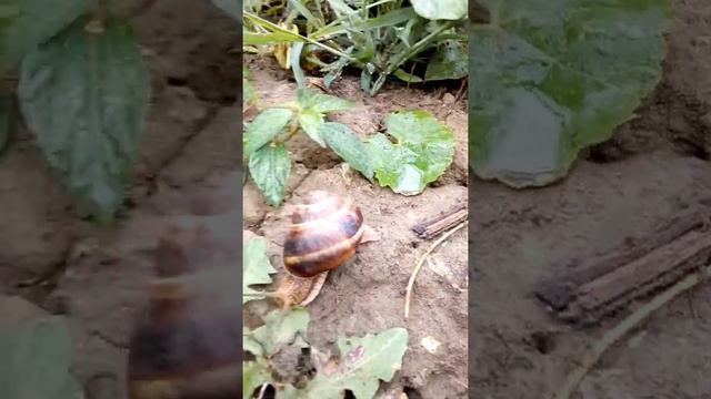 на даче Виноградная улитка 23 06 2018 смотреть онлайн