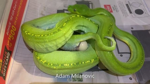 Australian Green Tree Python (M. viridis) Laying Eggs смотреть онлайн