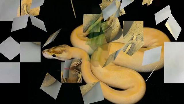 Fases Pitón Bola Y Su Precio (python regius) ?? смотреть онлайн