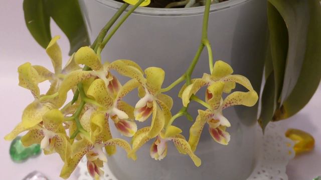 Ампельные фаленопсисы. Красота и изящество