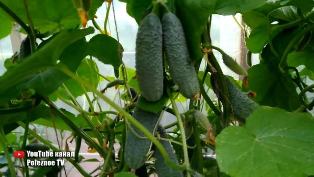 КИБРИЯ F1 ЛУЧШИЙ СОРТ ОГУРЦОВ ДЛЯ ОТКРЫТОГО ГРУНТА И ТЕПЛИЦЫ ОГРОМНЫЙ УРОЖАЙ ГАРАНТИРОВАН смотреть онлайн