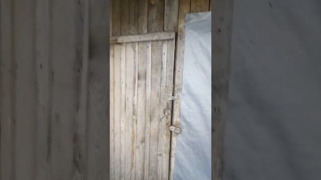 Обработка курятника серной шашкой от блох клещей пухоедов и других паразитов. смотреть онлайн