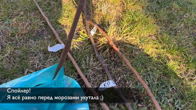 Плодовый сад: что выращивают на Кубани? смотреть онлайн