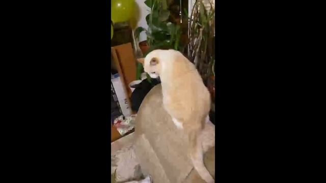 ПРИВЕТ Я КОТ\?Cat Ksyn? !#ЖИВОТНЫЕ# смотреть онлайн