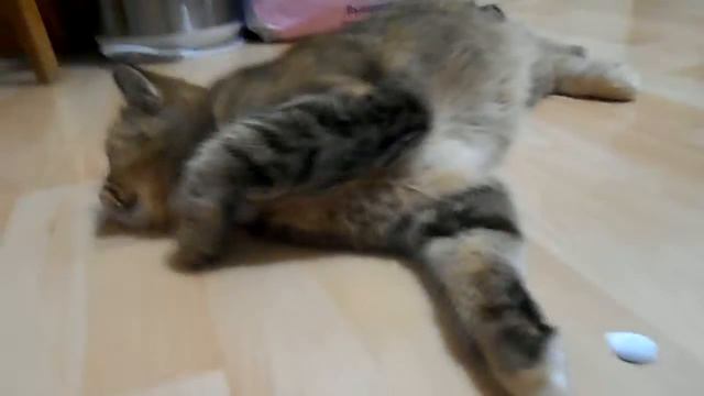 Играю за еду!:) Кошка Ромашка. смотреть онлайн