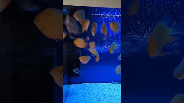 Северум красноточечный или ложный дискус 2 смотреть онлайн