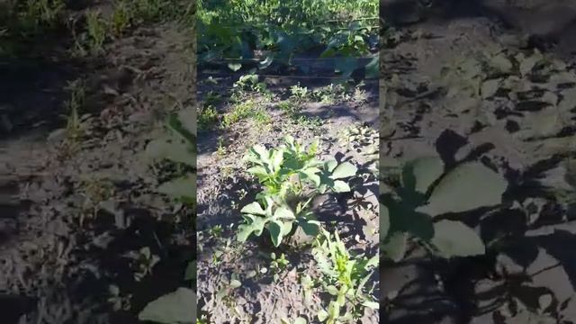 Арбузы (спустя 2 недели) смотреть онлайн