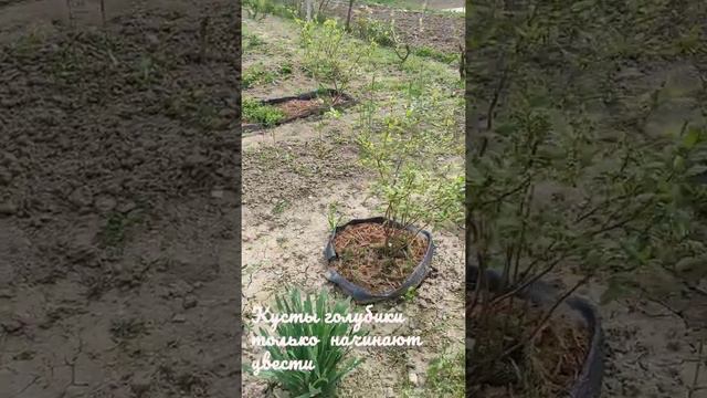Жимолость и голубика 🌿 в начале мая