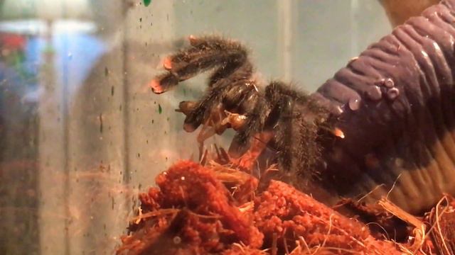 Petunia the Pink Toed Tarantula’s FIRST meal! смотреть онлайн
