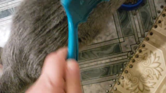 240226 Как и чем чесать кота Кошачья шерсть щётка перчатка Котик метис британская русская голубая 7 смотреть онлайн