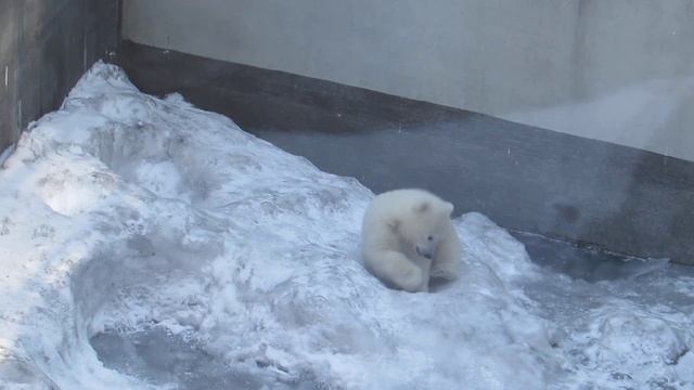 Медвежонок валяется на снегу 19.04.19 смотреть онлайн