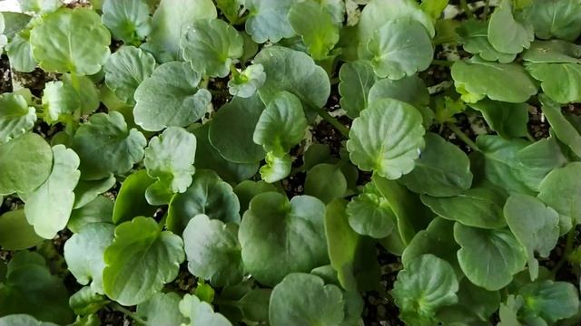 первые поставки сеянца ,с Голландии смотреть онлайн