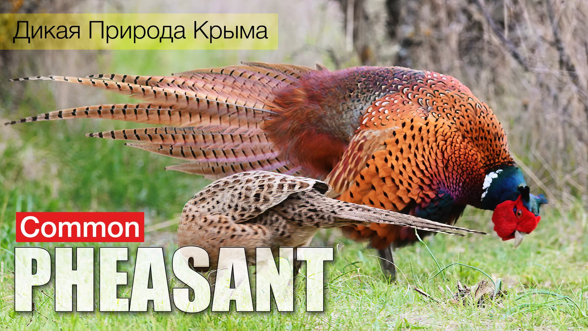 Фазан ухаживает за самочкой. Птицы Крыма. Common pheasant смотреть онлайн