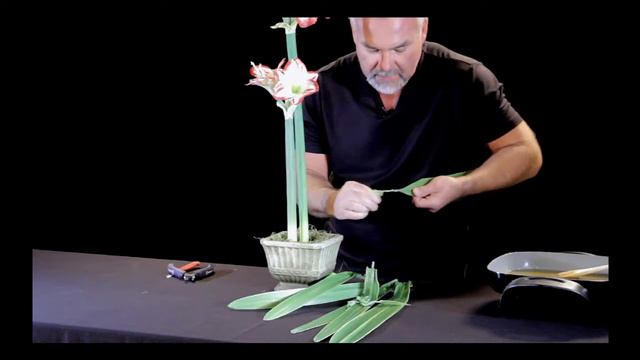 My Floral Design Instructional Video P7004 featuring Kirby Holt, AIFD. смотреть онлайн