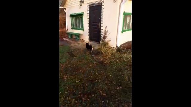 Видео привет от Милы. /Приют для собак г. Ефремов. смотреть онлайн