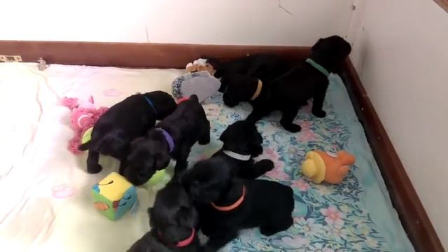 1 апреля 4недели щенкам цвергшнауцера смотреть онлайн