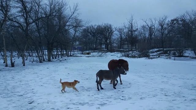 Настоящая жизнь: Гололед - коням коньки не предлагать! смотреть онлайн