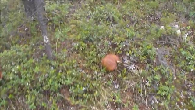 Ловозерские и Хибинские тундры летом 2019 года смотреть онлайн