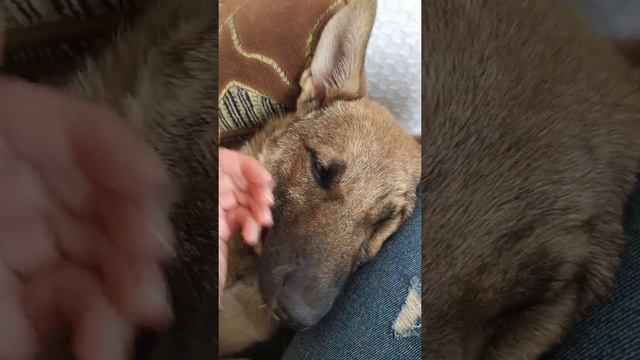 #74 Метис малинуа. Счастливая история Синди смотреть онлайн