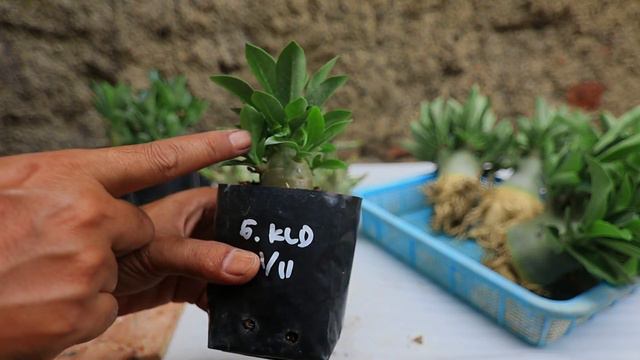 How to apply fertilizer to enlarge adenium seedlings so they are fat - lots of branches смотреть онлайн