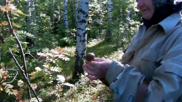 Солёные грибы. Как засолить грибы. Видео рецепты от бабки (Борисовны). Часть 1. Лесная. смотреть онлайн