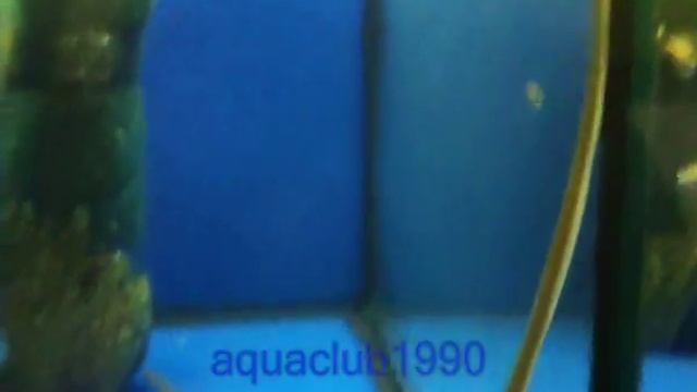 Пресноводная мурена смотреть онлайн