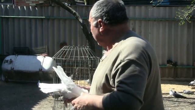 Белые голуби любовь моей жизни ! смотреть онлайн