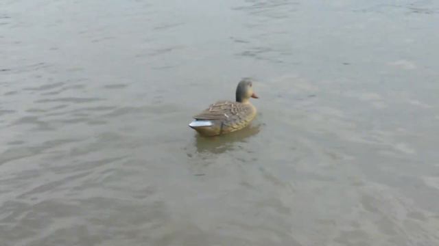 Утка радиоуправляемая кряква ( УРК-1 ) - запуск на озеро