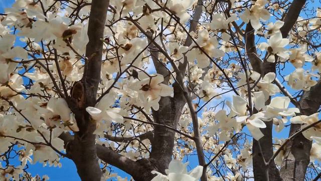 Цветение вишни, весенняя Корея 🌸 벚꽃 경주 여행 смотреть онлайн